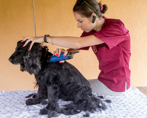 A black dog is trimmed at home by a veterinarian doctor