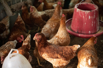 Chicken breeds used to lay eggs.