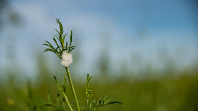 
cuckoo spit, frothy substance secreted by a small insect to shelter its larvae, on a green plant in spring