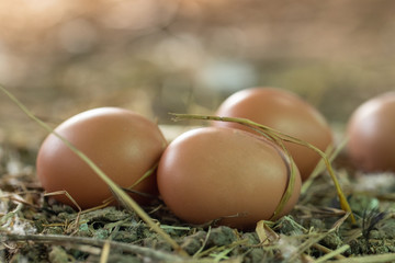 New chicken eggs collected from hens