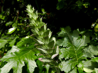 una bella pianta verde dalla forma allungata