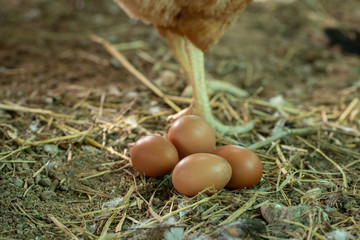 New chicken eggs collected from hens