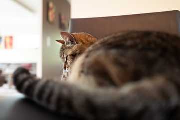 chat sur le fauteuil de la cuisine