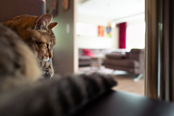 chat sur le fauteuil de la cuisine