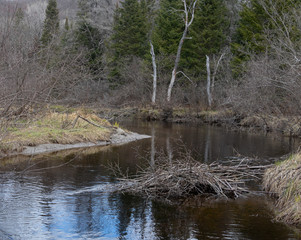 Creek with a beaver dam in a  forest in Arrowhead Park in springtime