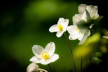 Lovely White Canadian Anemones on a Blurred Garden Background
