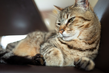 chat sur le fauteuil de la cuisine