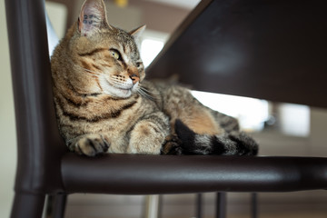 chat sur le fauteuil de la cuisine