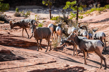 Herd of desert bighorn sheep, ovis canadensis nelsoni, walks through Zion National Park