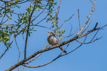 Long-tailed tit (Aegithalos caudatus) sits on a branch in its natural habitat