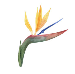 Beautiful watercolor tropical flowers. Tropics. Realistic tropical plants. Hibiscus. - 348598911
