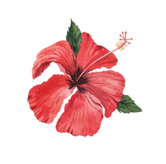 Beautiful watercolor tropical flowers. Tropics. Realistic tropical plants. Hibiscus.