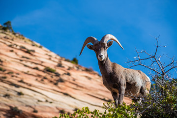 Beautiful Bighorn Sheep standing cliffside along the Superstition Mountains at Zion National Park,...