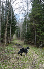 Obraz na płótnie Canvas A dog standing on a forest trail in springtime