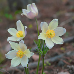 Naklejka na ściany i meble Spring white delicate flowers of Pulsatilla vernalis