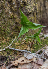 White trillium buds appearing in springtime in Ontario forest (Trillium grandiflorum)
