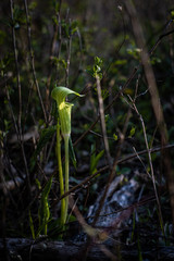 Jack-in-the-pulpit in a dark forest catching a sun beam