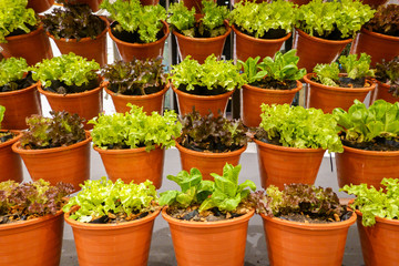 Fototapeta na wymiar Various of fresh raw vegetable row in plastic orange flowerpot such as green oak, red coral and frillice iceberg lettuce ingredients for healthy cooking food or salad diet recipe in home gardening