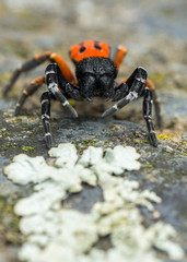 A male Ladybird spider (Eresus sp)