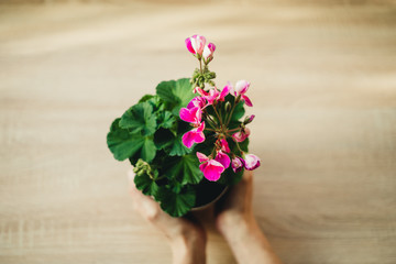 flowering geranium in a flowerpot on a light background