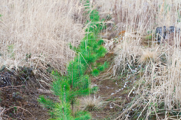Young pine trees grow on the site of a felled forest. The concept of restoration of forests on a plaque.