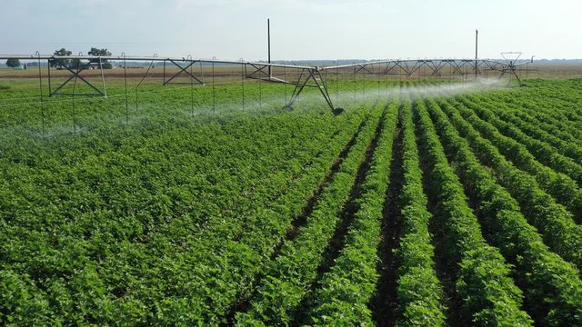 Rows of Cotton being watered by a sprinkler, Burleson County, Texas, USA