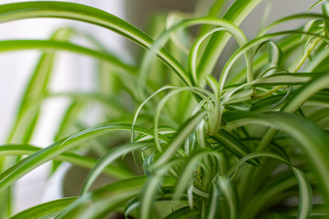 Green and fragile leaves of houseplants, close-up for design background with blur, for decoration and decoration
