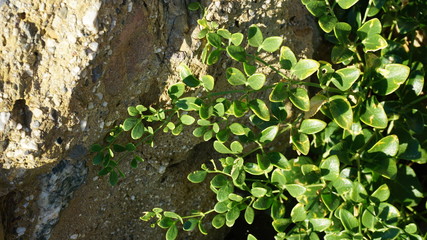 Rocks and stone textures, vegetation. The flower grows on stones. Black sea