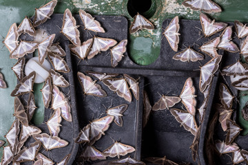 The box tree moth, (Cydalima perspectalis) is a invasive pest