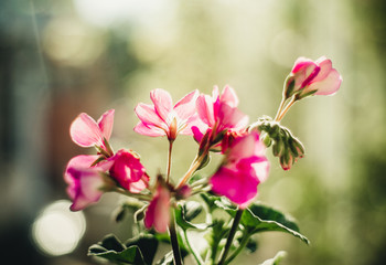 flowering geranium in a flowerpot on a light background