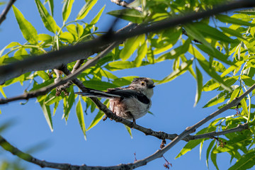 Long-tailed tit (Aegithalos caudatus) sits on a branch in its natural habitat