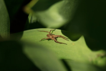 Small grey spider on plant
