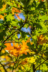 Sunlight through green, yellow and orange leaves of an oak tree in autumn - background
