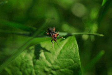 Cute black bug sitting on green grass