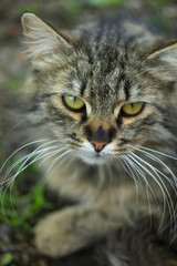Portrait of grey wild cat