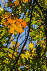 Fototapeta na wymiar Sunlight through green, yellow and orange leaves of an oak tree in autumn - background