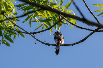 Long-tailed tit (Aegithalos caudatus) sits on a branch in its natural habitat