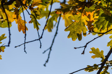 Sunlight through green, yellow and orange leaves of an oak tree in autumn - background