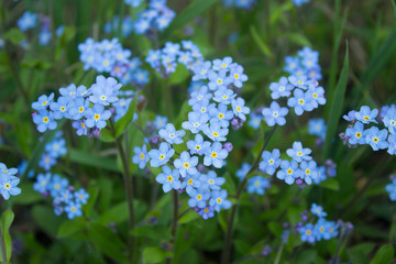 Blue forget me not flowers blooming on green background (Forget-me-nots, Myosotis sylvatica, Myosotis scorpioides).  Spring blossom background. Closeup, low key