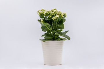 Flaming Katy plant with White flowers in a pot isolated on white background