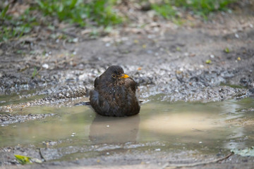 Black bird bathing in a mudd puddle in the district of Bromma in Stockholm
