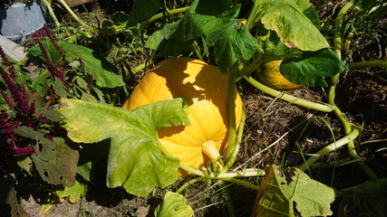 Growing pumpkins. little pumpkin. at home. Little young yellow pumpkin Cucurbita pepo on a bush in the garden. Agricultural concept, cultivated plants.