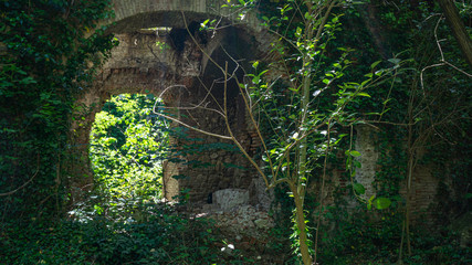 The remains of old building, overgrown with ivy, shrubs and trees. Georgia country. Kutaisi city