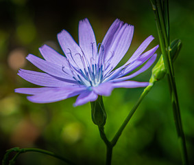 Fototapeta premium Fleur alpes suisse
