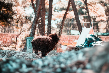 Brown dog seen from a distance in mid run, stopped in motion as water droplets fly everywhere