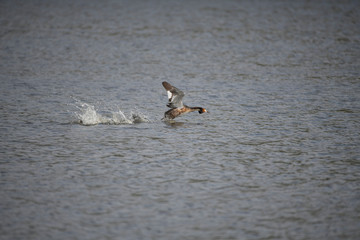 Great crested grebe in defense attack in a pond in the district of Bromma in Stockholm a spring day