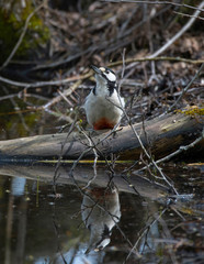 Great spotted woodpecker on a trunk drinking water from a pond in the district of Bromma in Stockholm