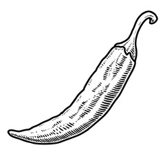 Illustration of chili pepper in engraving style. Design element for logo, label, sign, emblem, poster.