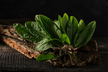  A bundle of young, fresh sorrel tied with a rope, on a very old board. Dark food photo.