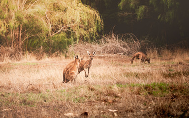 Canguros en Australia